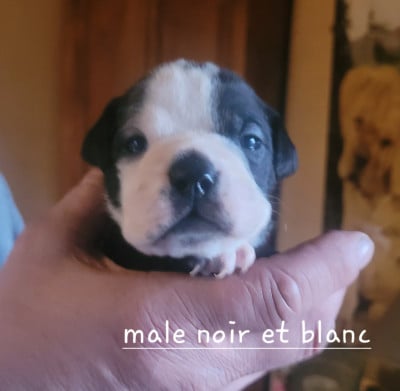 Les chiots de Bulldog continental