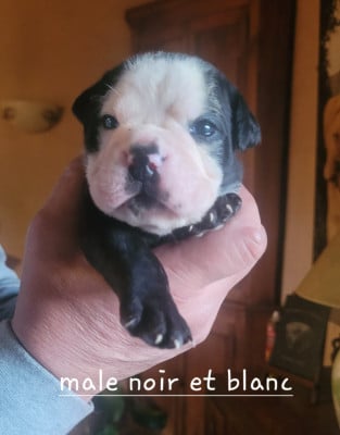 Les chiots de Bulldog continental