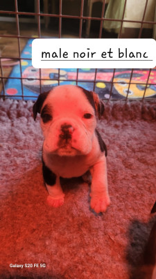 Les chiots de Bulldog continental