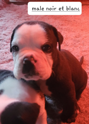 Les chiots de Bulldog continental