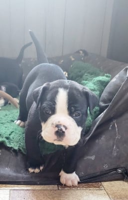 Les chiots de Bulldog continental