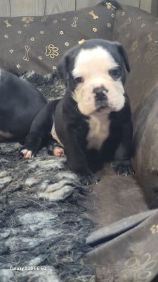 Les chiots de Bulldog continental