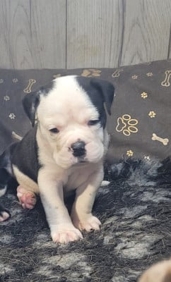 Les chiots de Bulldog continental