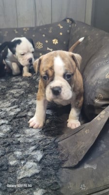 Les chiots de Bulldog continental