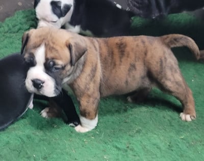 Les chiots de Bulldog continental