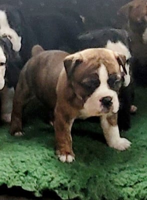 Les chiots de Bulldog continental