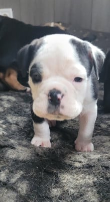 Les chiots de Bulldog continental