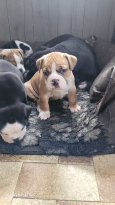 Les chiots de Bulldog continental