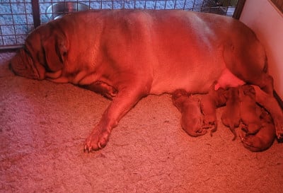 Les chiots de Dogue de Bordeaux