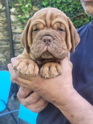 Les chiots de Dogue de Bordeaux