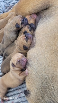 Les chiots de Dogue de Bordeaux