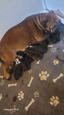 Les chiots de Bulldog continental