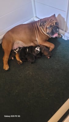 Les chiots de Bulldog continental