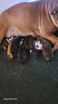 Les chiots de Bulldog continental