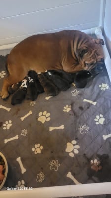 Les chiots de Bulldog continental