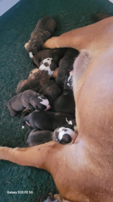 Les chiots de Bulldog continental