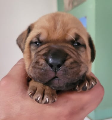 Les chiots de Dogue de Bordeaux
