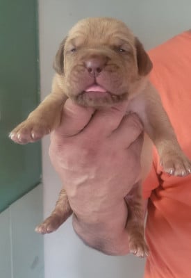 Les chiots de Dogue de Bordeaux