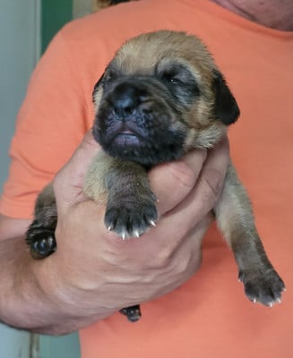 Les chiots de Dogue de Bordeaux