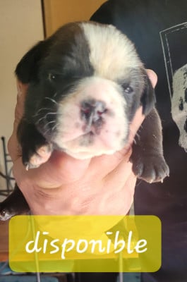 Les chiots de Bulldog continental