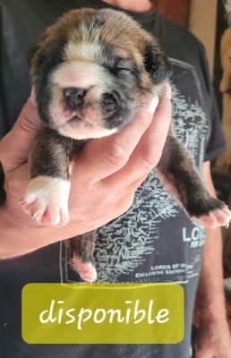 Les chiots de Bulldog continental