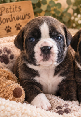 Les chiots de Bulldog continental