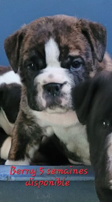Les chiots de Bulldog continental