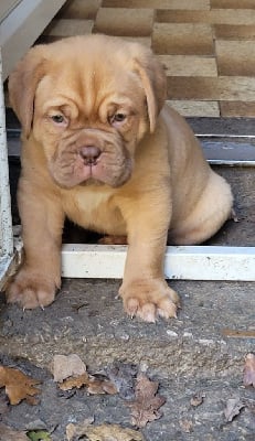Les chiots de Dogue de Bordeaux