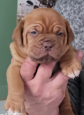 Les chiots de Dogue de Bordeaux