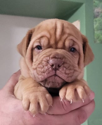 Les chiots de Dogue de Bordeaux