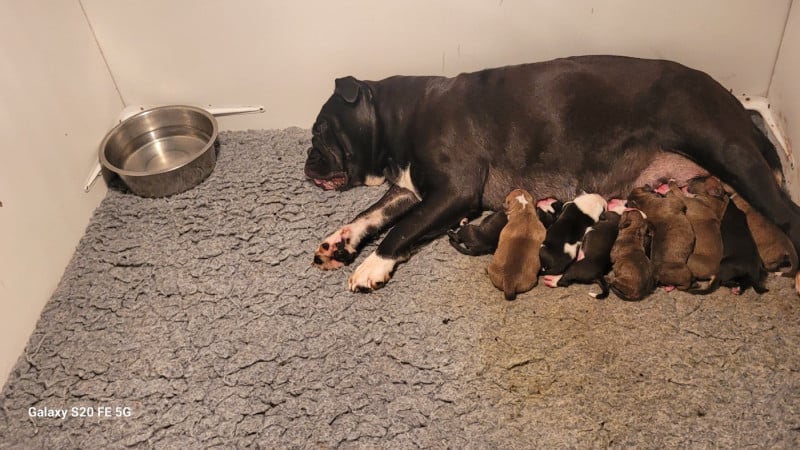 Bulldog continental - de la vallée de Saint Georges