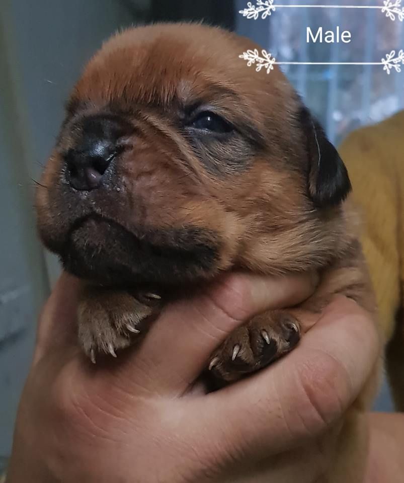 CHIOT - Dogue de Bordeaux
