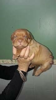 CHIOT - Dogue de Bordeaux