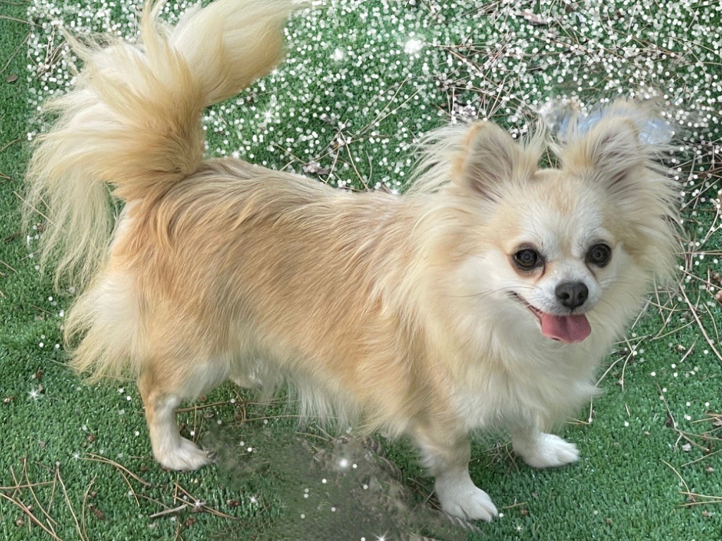 Publication : du Vallon de Beaumont