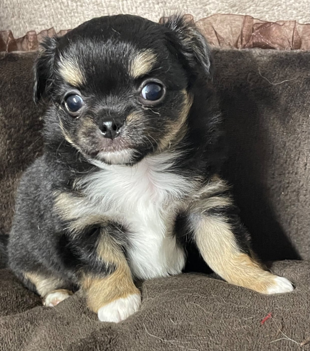 CHIOT 1 - Chihuahua