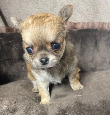 Les chiots de Chihuahua