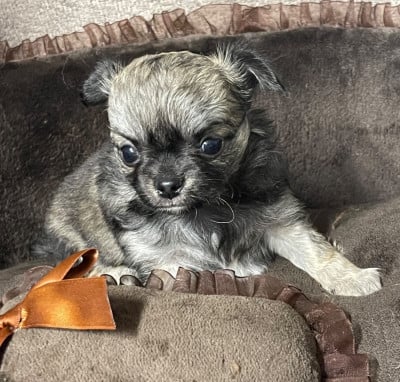 Les chiots de Chihuahua