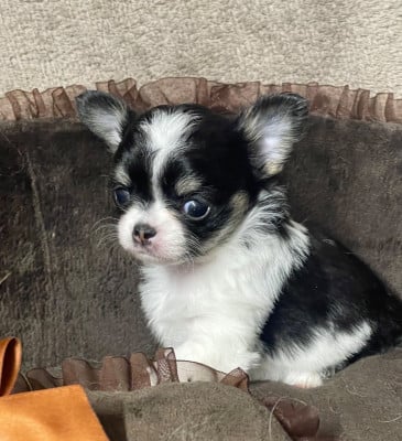 Les chiots de Chihuahua