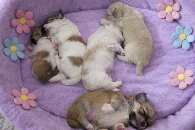 Les chiots de Chihuahua