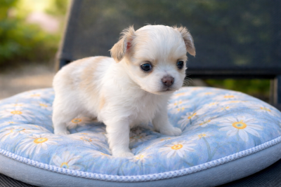 Les chiots de Chihuahua