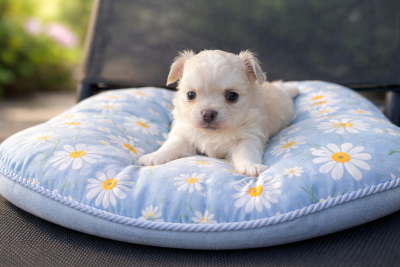 Les chiots de Chihuahua