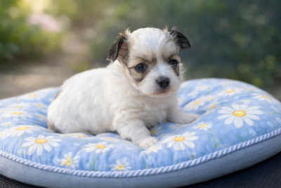 Les chiots de Chihuahua