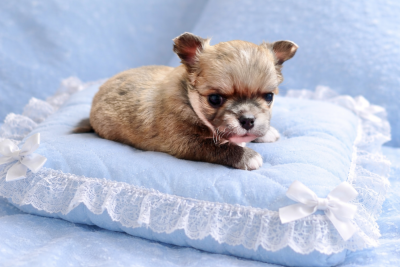 Les chiots de Chihuahua