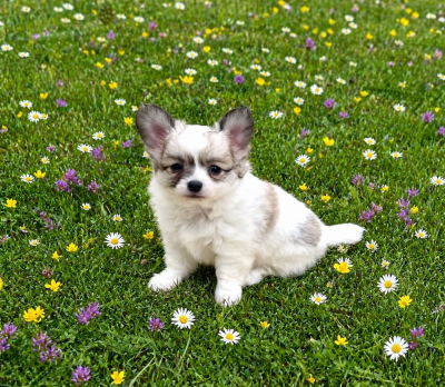 Les chiots de Chihuahua