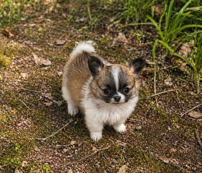 Les chiots de Chihuahua