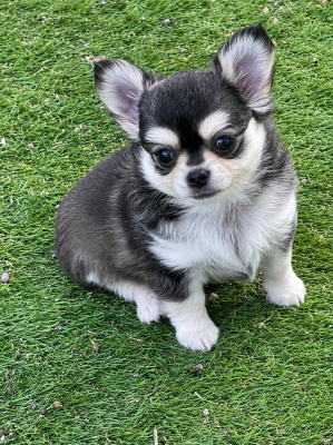 Les chiots de Chihuahua