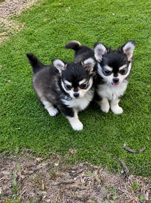 Les chiots de Chihuahua