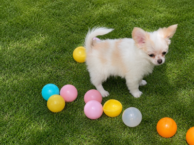 Les chiots de Chihuahua