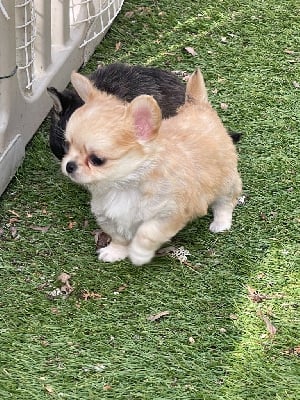 Les chiots de Chihuahua