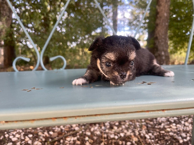 Les chiots de Chihuahua